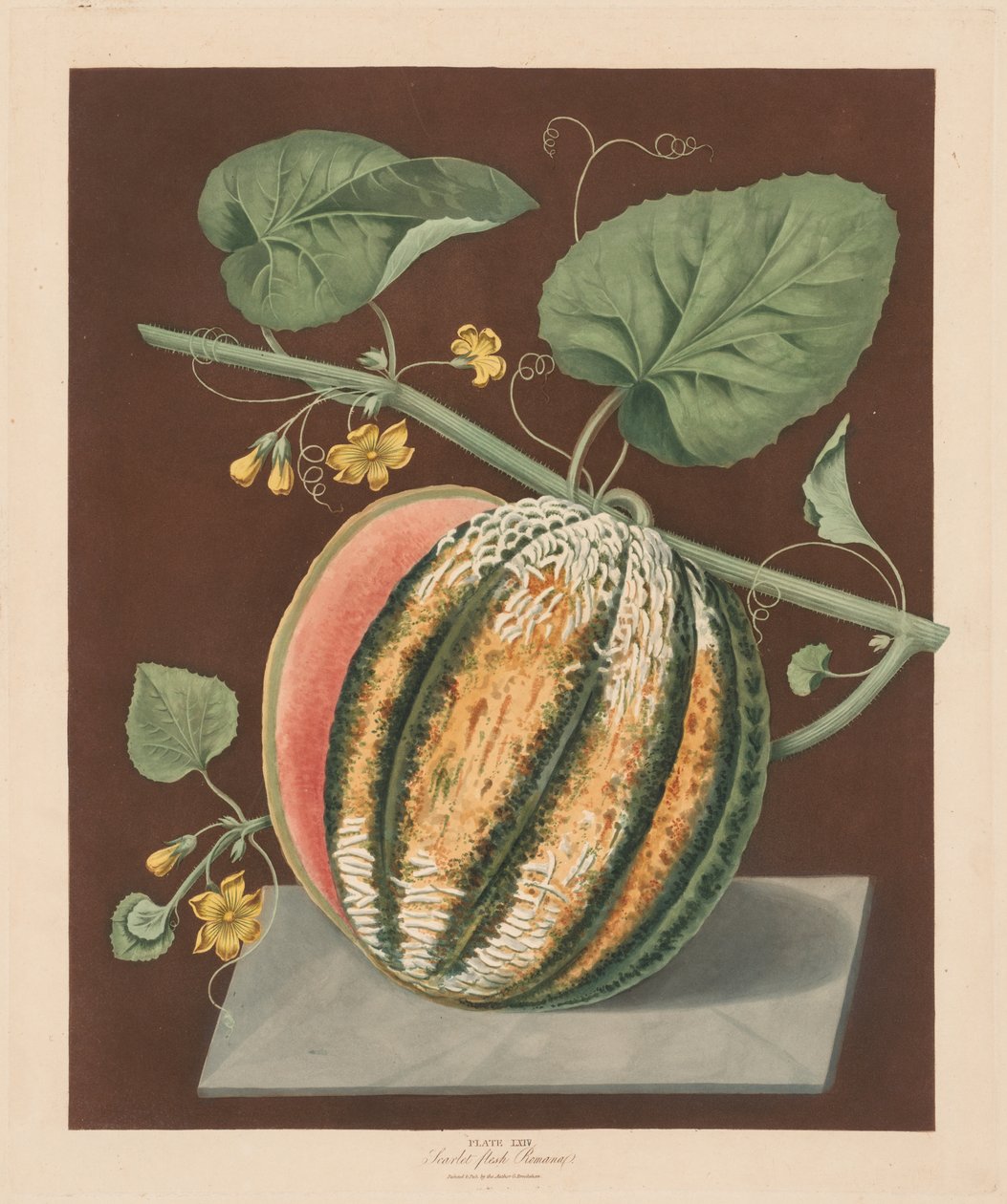 Pomona Britannica: No. 64 - Scarlet Flesh Romana Melon de George Brookshaw
