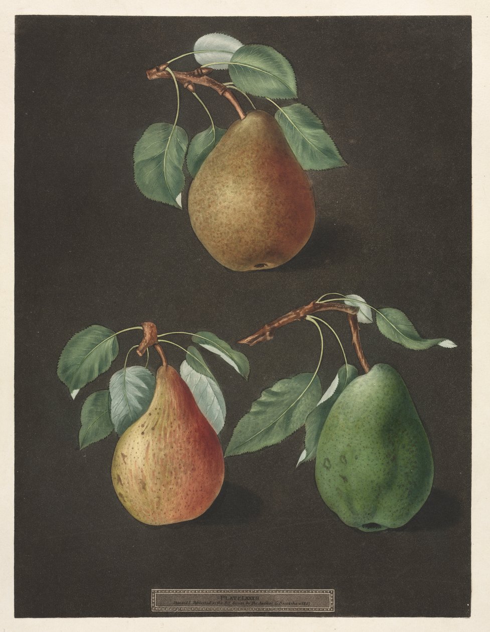 Pomona Britannica: Nº 82 - Peras de George Brookshaw
