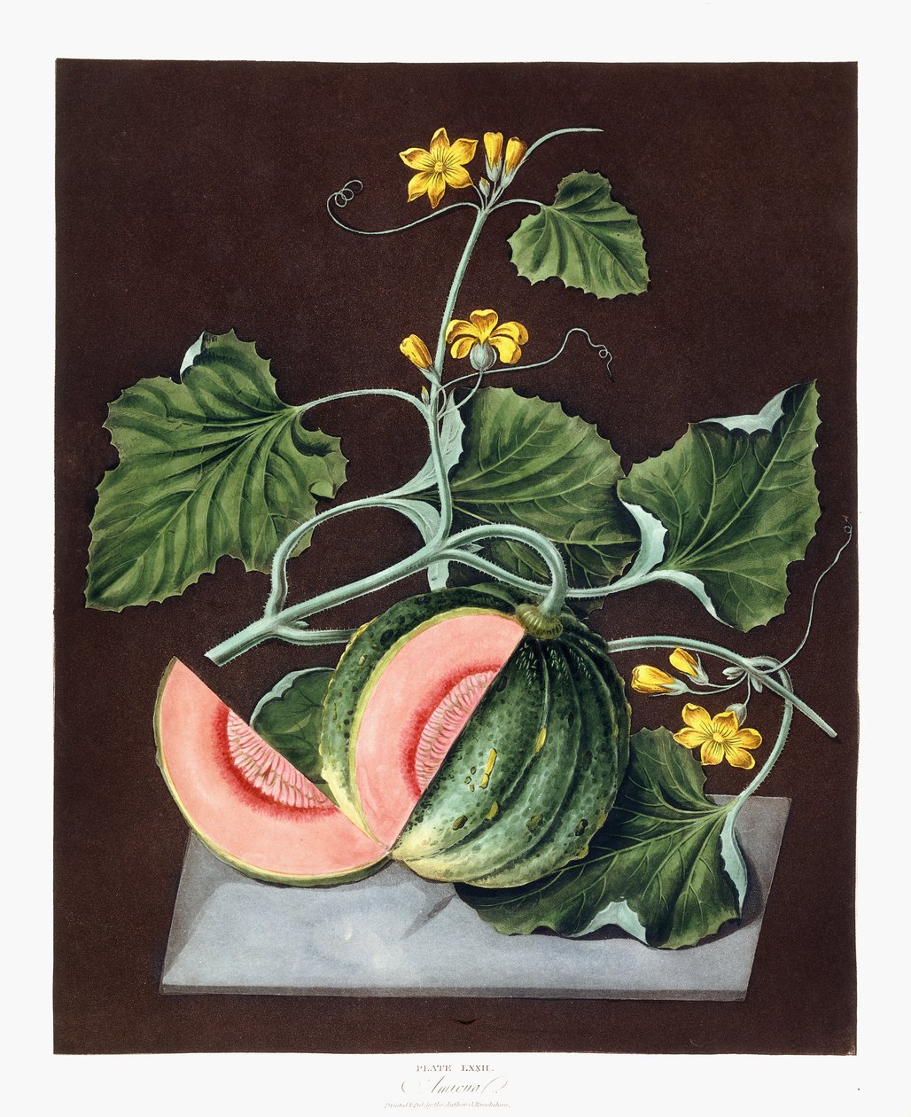 Abóbora, 1812 de George Brookshaw