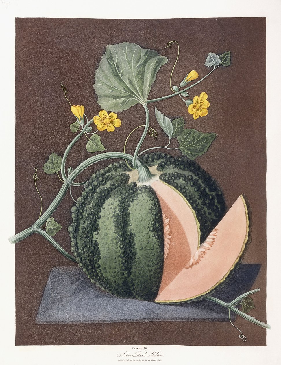 Silver Rock Melon, 1812 de George Brookshaw