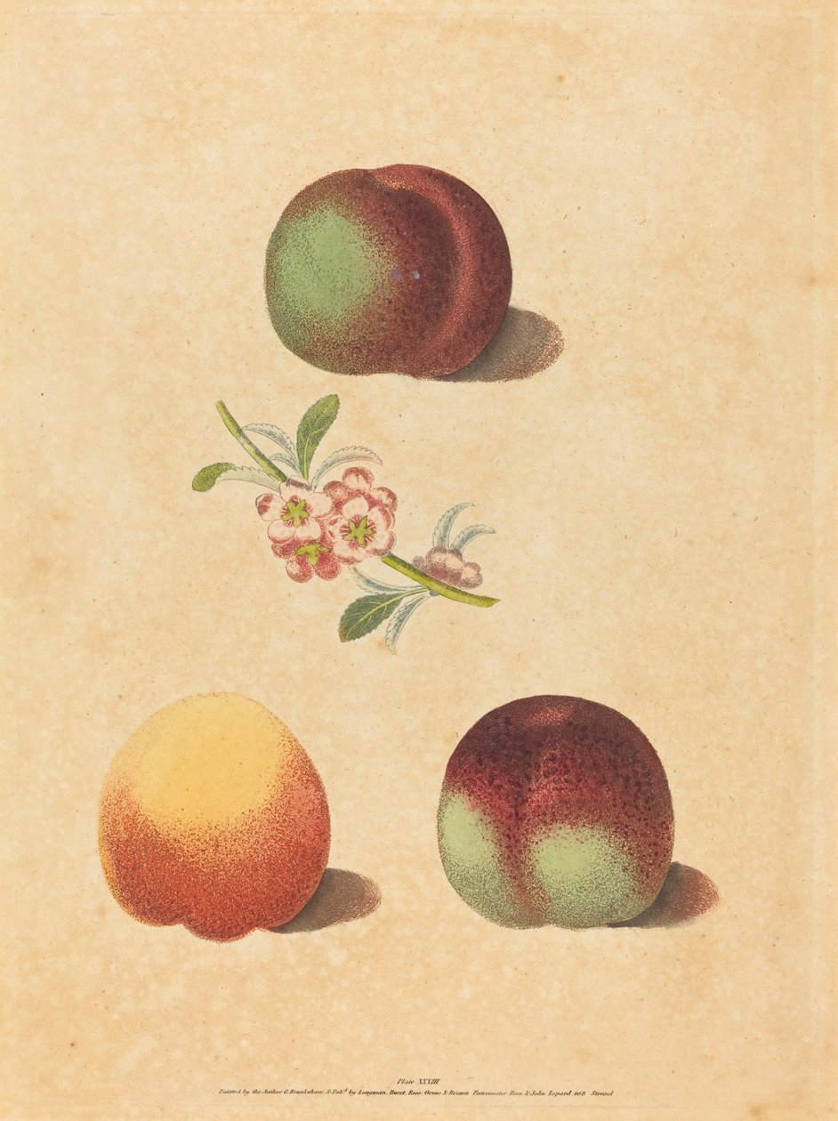Três Pêssegos de George Brookshaw