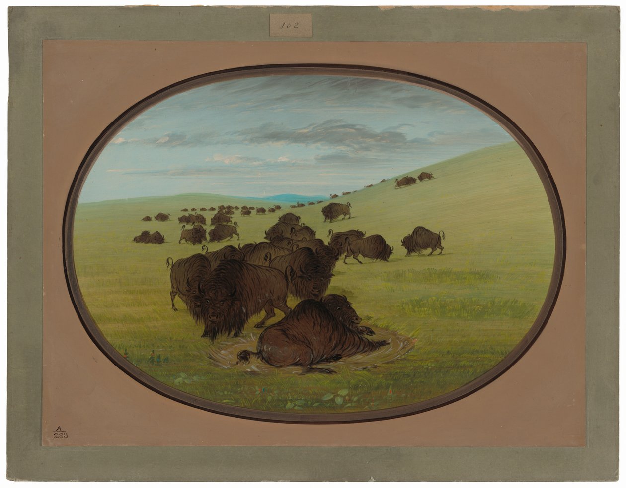 Um Búfalo de George Catlin