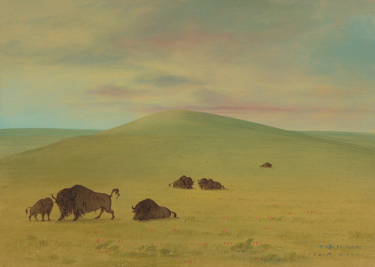 Pastagens Americanas - Pradarias do Platte, 18611869. de George Catlin