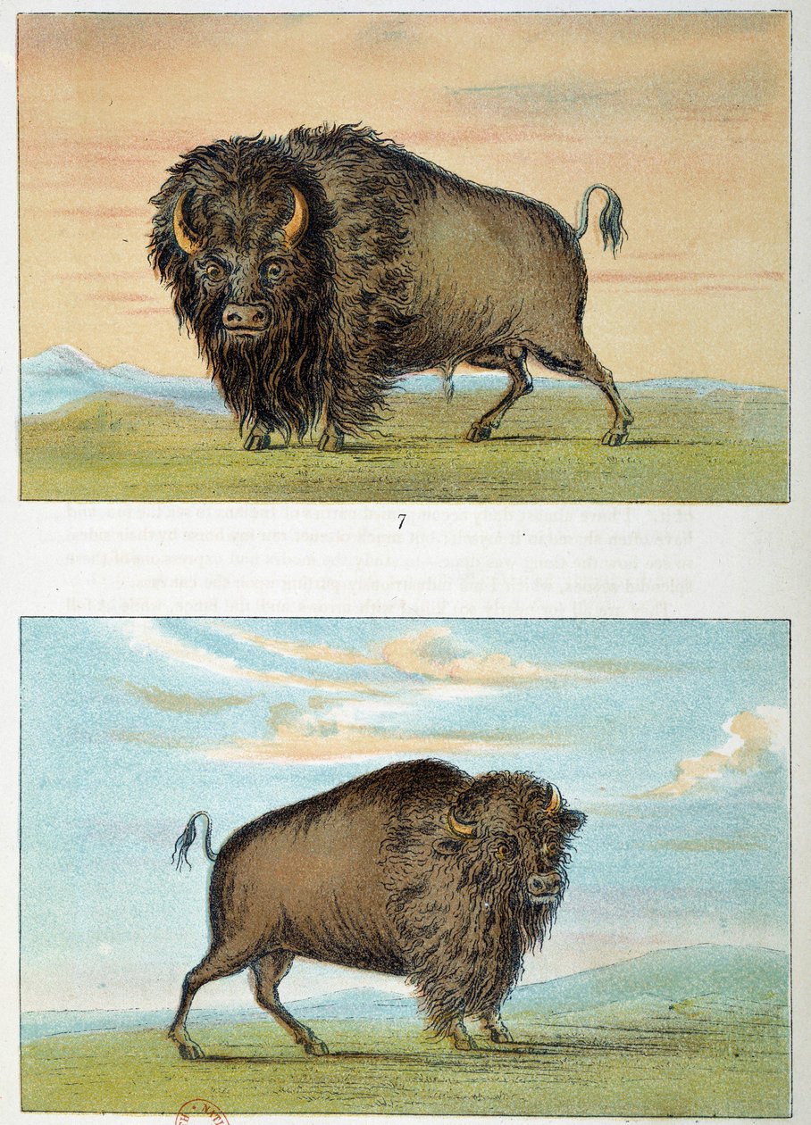 Bisão, homem e mulher, Estados Unidos. Ilustração de George Catlin (1794-1872) de George Catlin