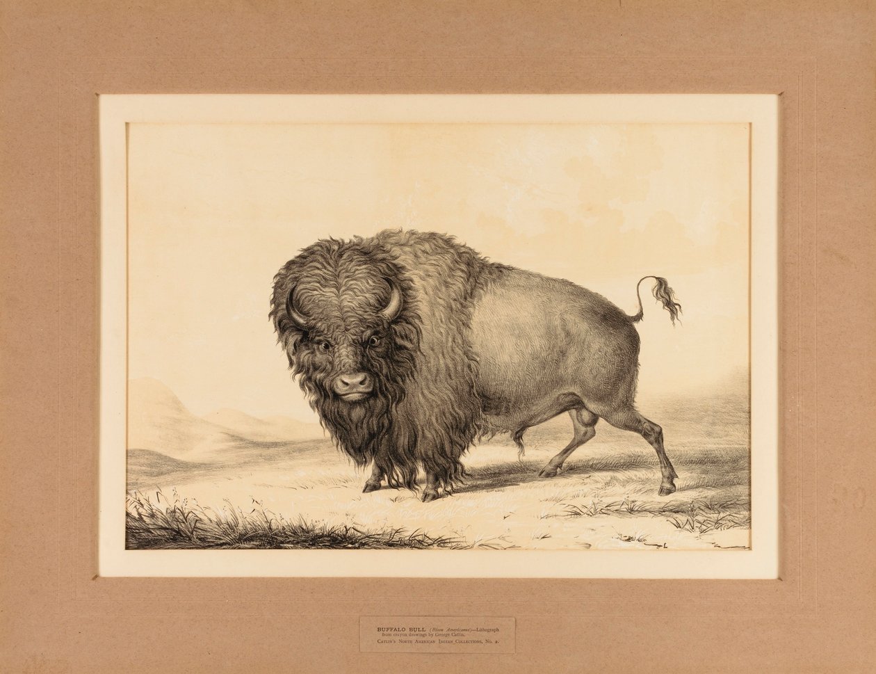 Buffalo Bull--no. 2 de George Catlin