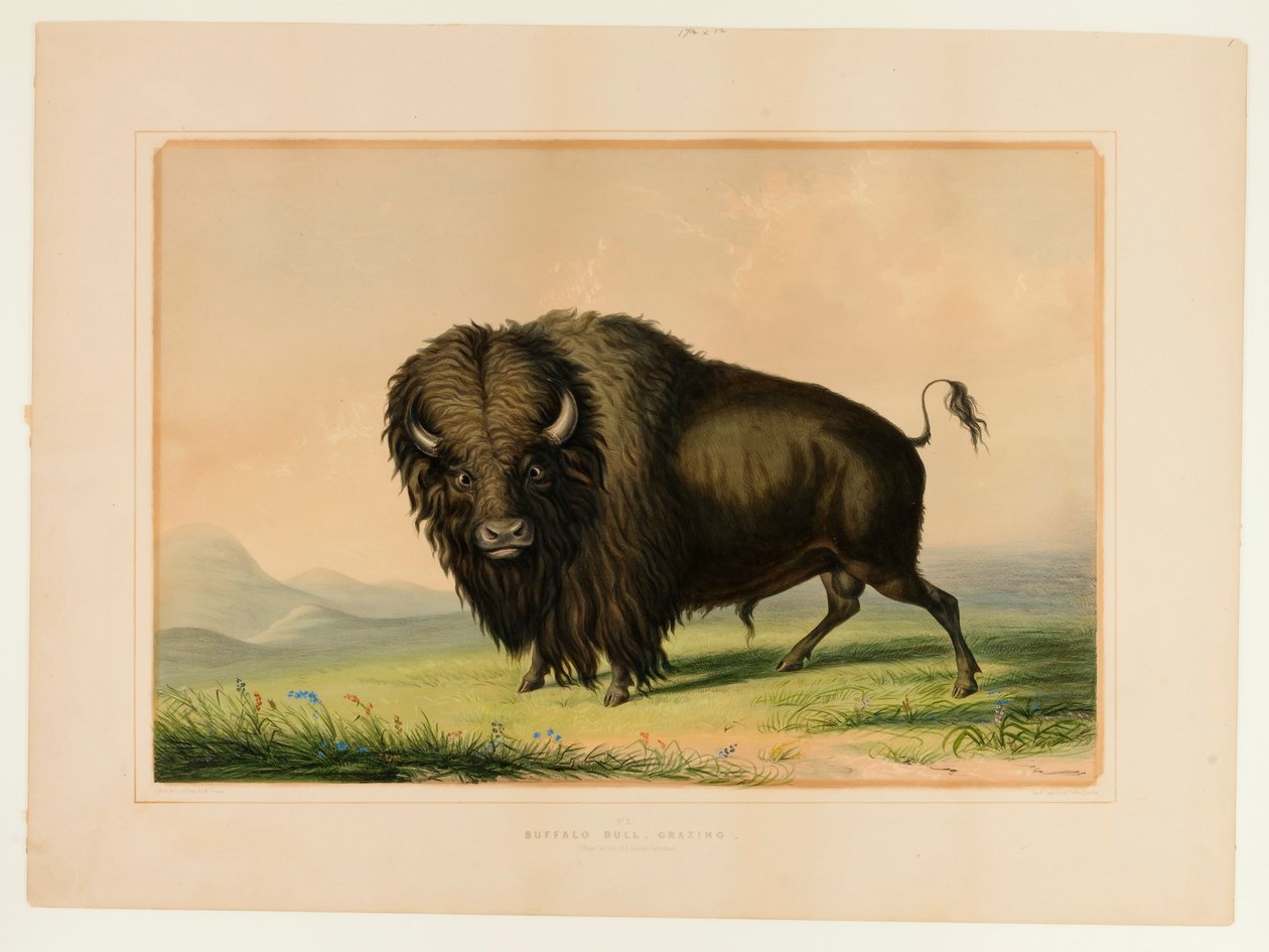 Pastoreio de touros de búfalo--no.2 de George Catlin