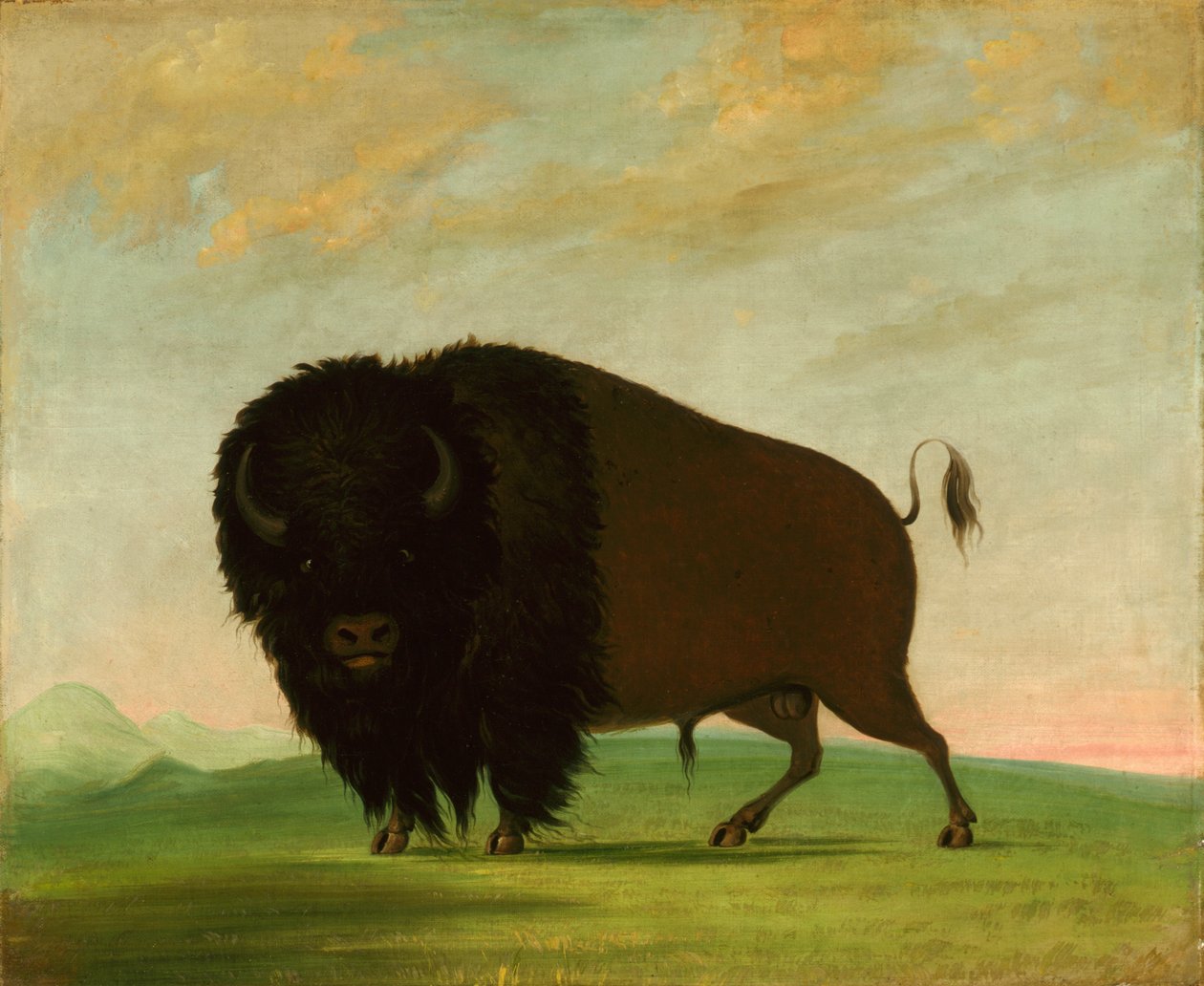 Touro búfalo, pastando na pradaria de George Catlin