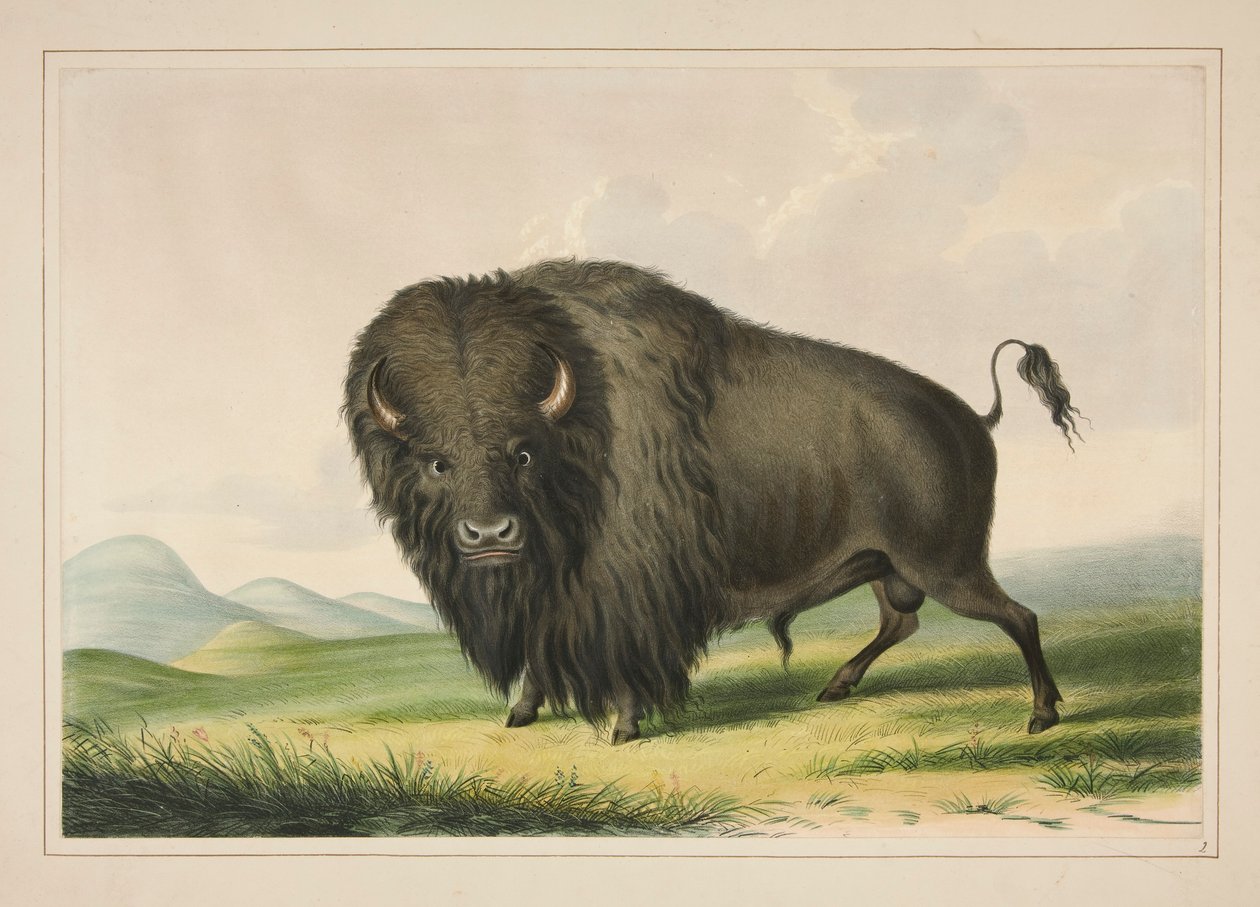 Buffalo Bull Grazing, pl. 2 da North American Indian Portfolio de George Catlin