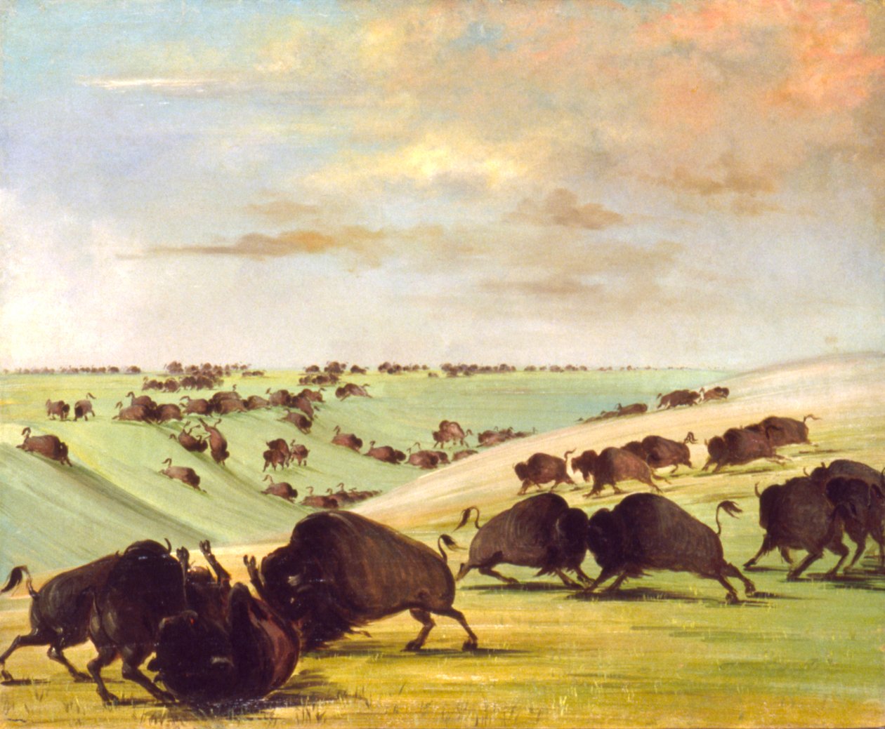 Buffalo Bulls lutando na temporada de corridas, Upper Missouri de George Catlin