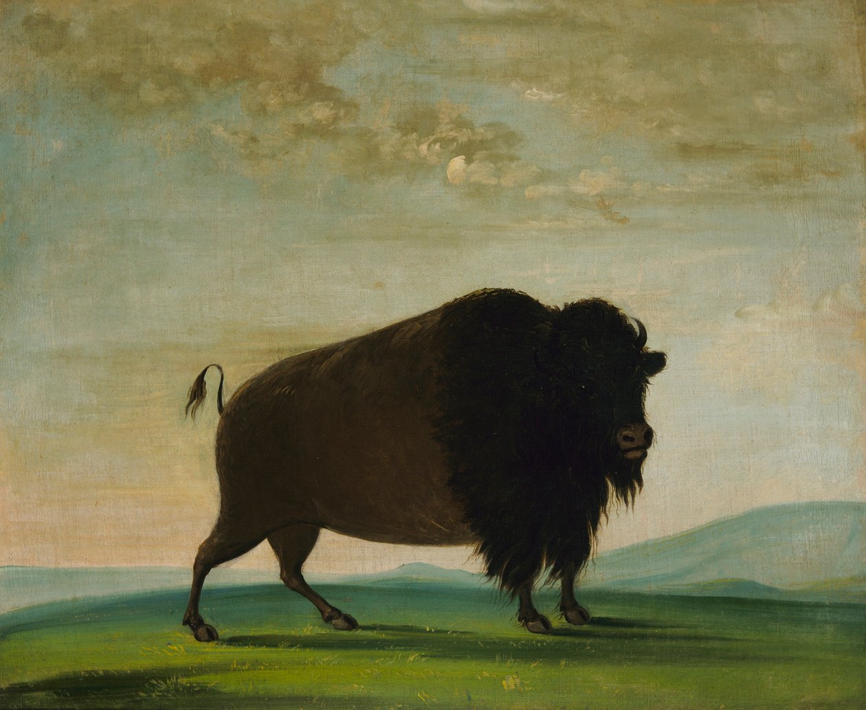 Vaca búfalo, a pastar na pradaria de George Catlin