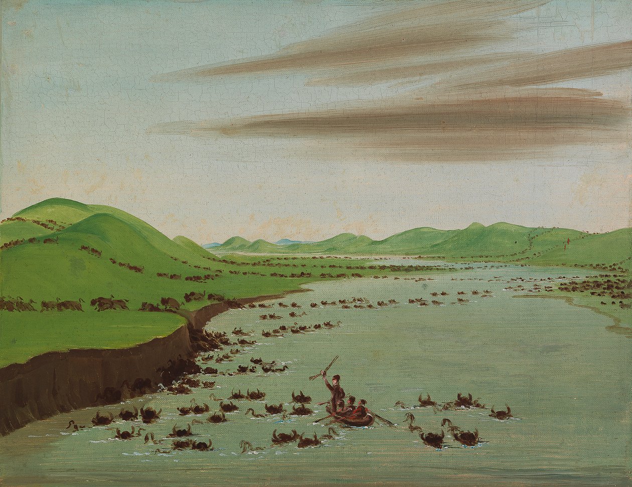 Rebanhos de búfalos cruzando o Alto Missouri, 1832. de George Catlin
