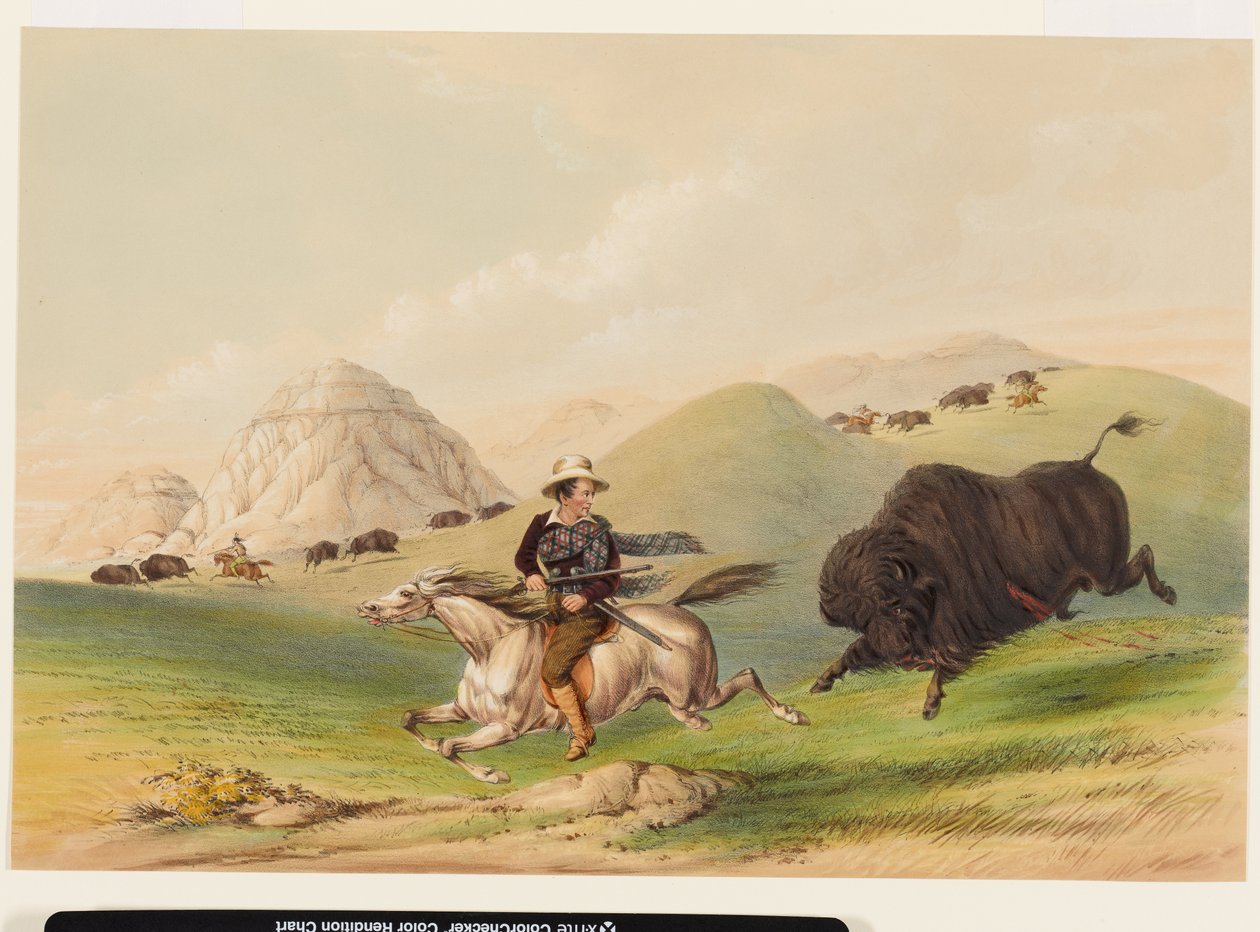 Caça ao bisonte, a fazê-los recuar de George Catlin