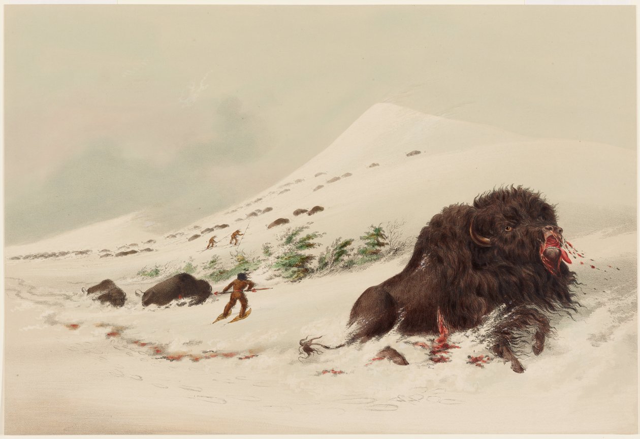Caça ao búfalo, touro de búfalo moribundo num monte de neve de George Catlin