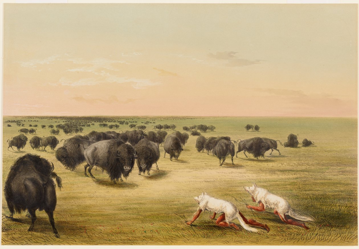 Caça ao búfalo, sob a pele do lobo branco de George Catlin