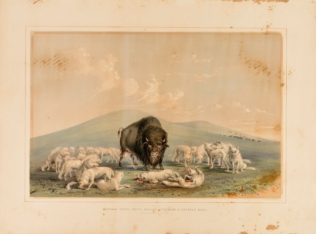 Caça ao búfalo, lobos brancos atacando um touro búfalo--no. 10 de George Catlin