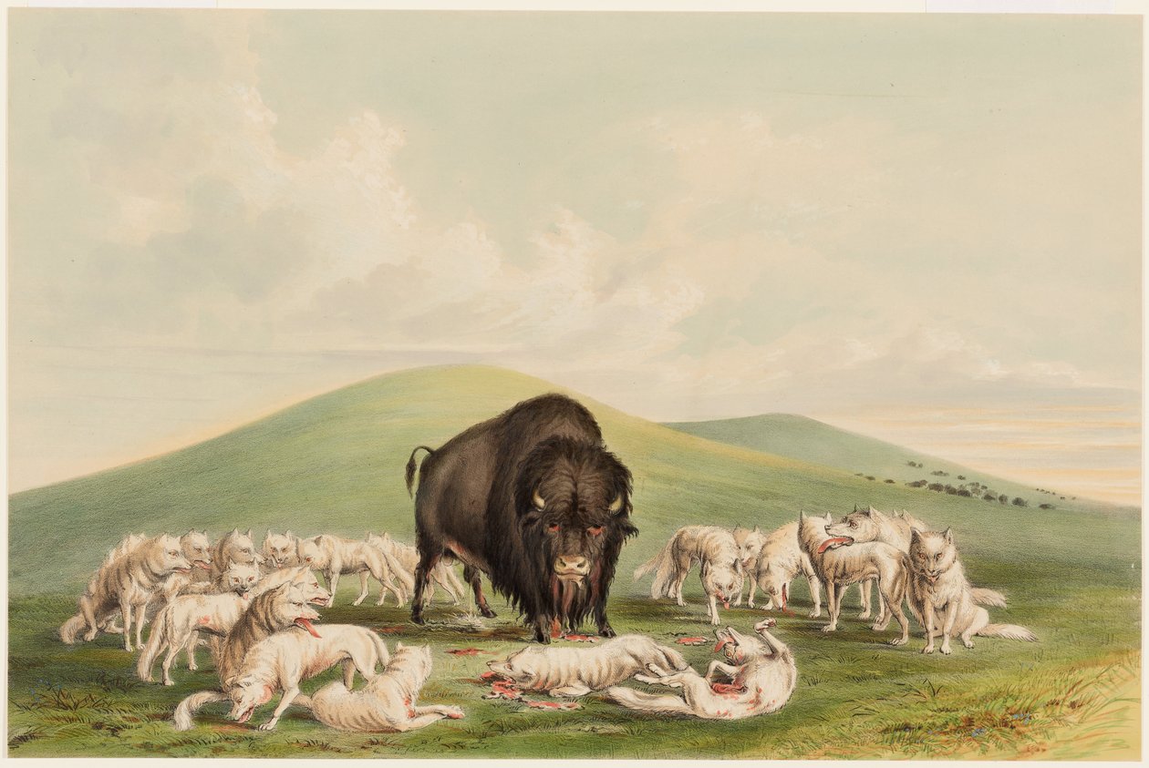 Caça ao Búfalo, Lobos Brancos Atacando um Touro Búfalo de George Catlin