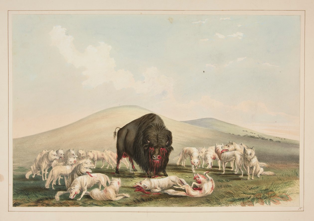 Buffalo Hunt, White Wolves Attacking a Buffalo Bull, pl. 10 da North American Indian Portfolio de George Catlin