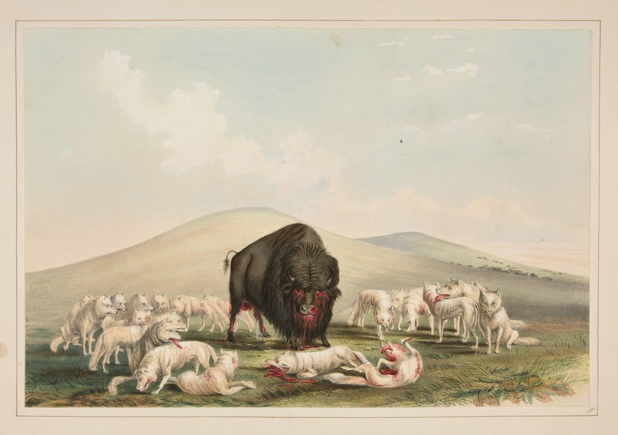 Caça ao búfalo, lobos brancos atacando um touro-búfalo, prancha 10 do Portefólio dos Índios Norte-Americanos de George Catlin