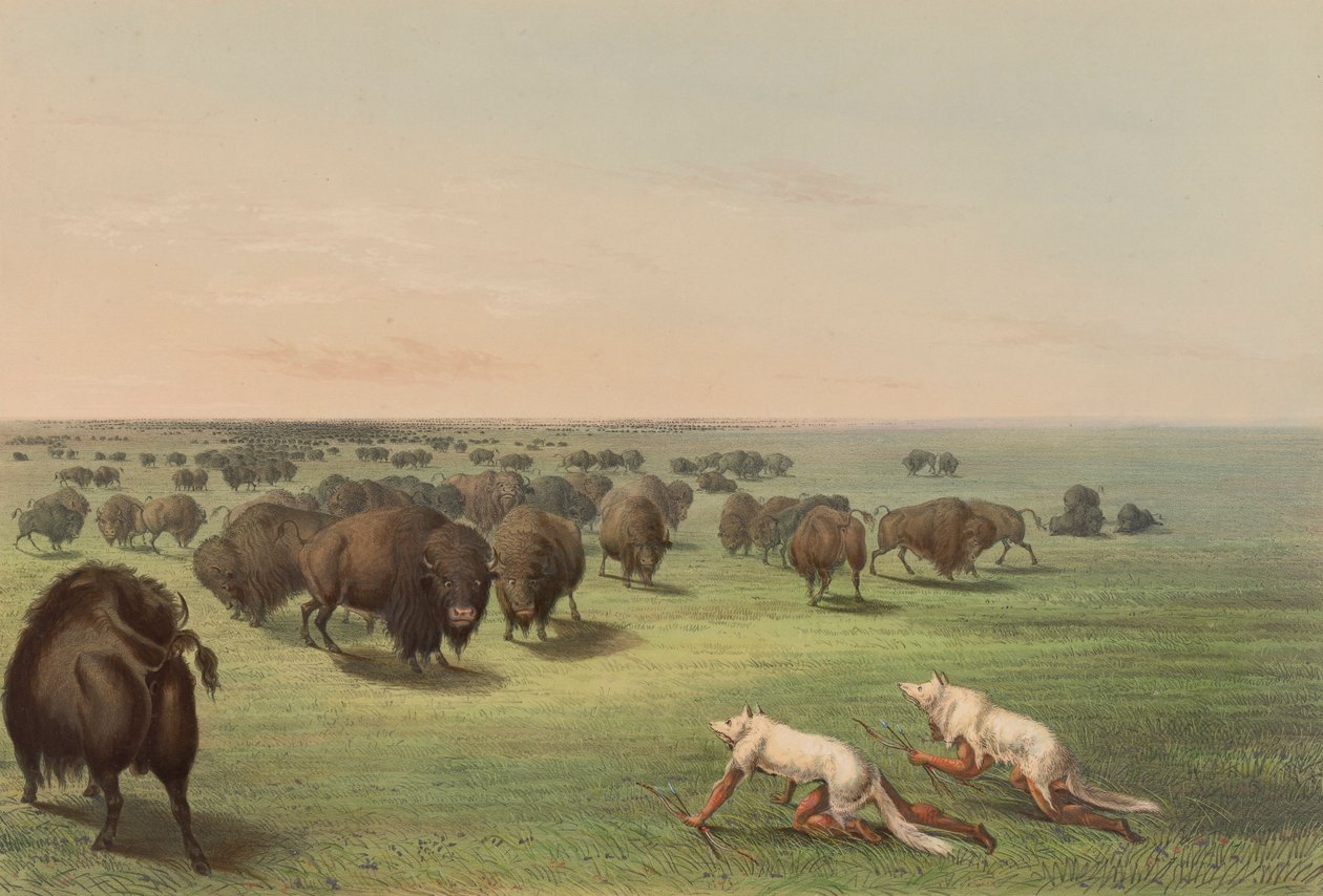 Buffalo Hunt, With Wolf Skin, pl. 13 do North American Indian Portfolio de George Catlin