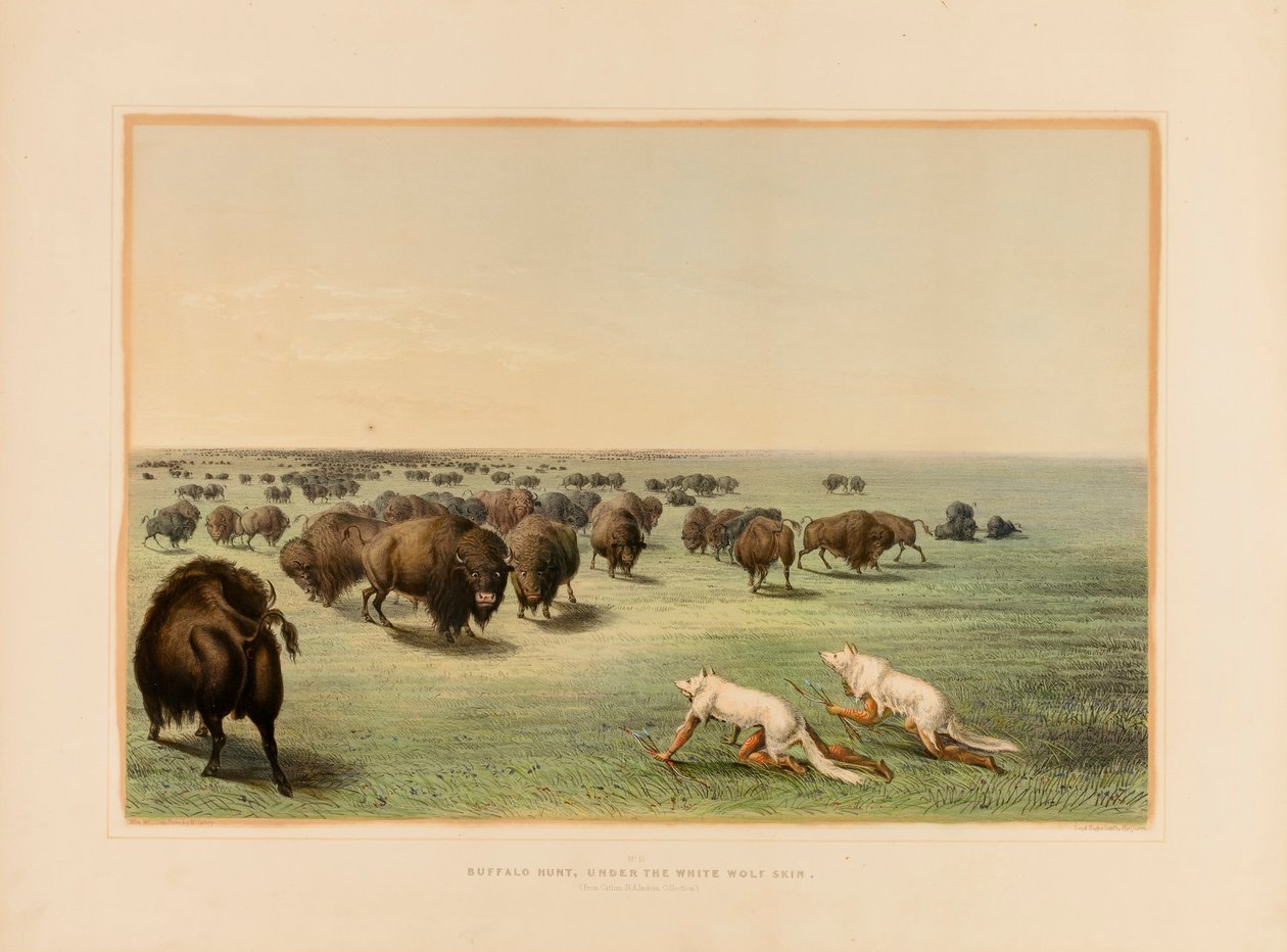 Caça ao búfalo, sob a pele de lobo branco--no. 13 de George Catlin