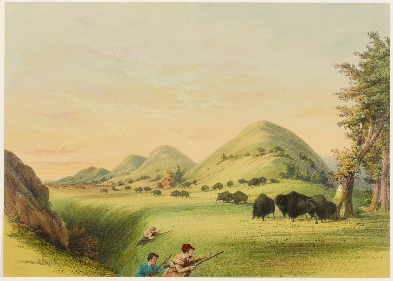 Caça ao búfalo, aproximação numa ravina de George Catlin