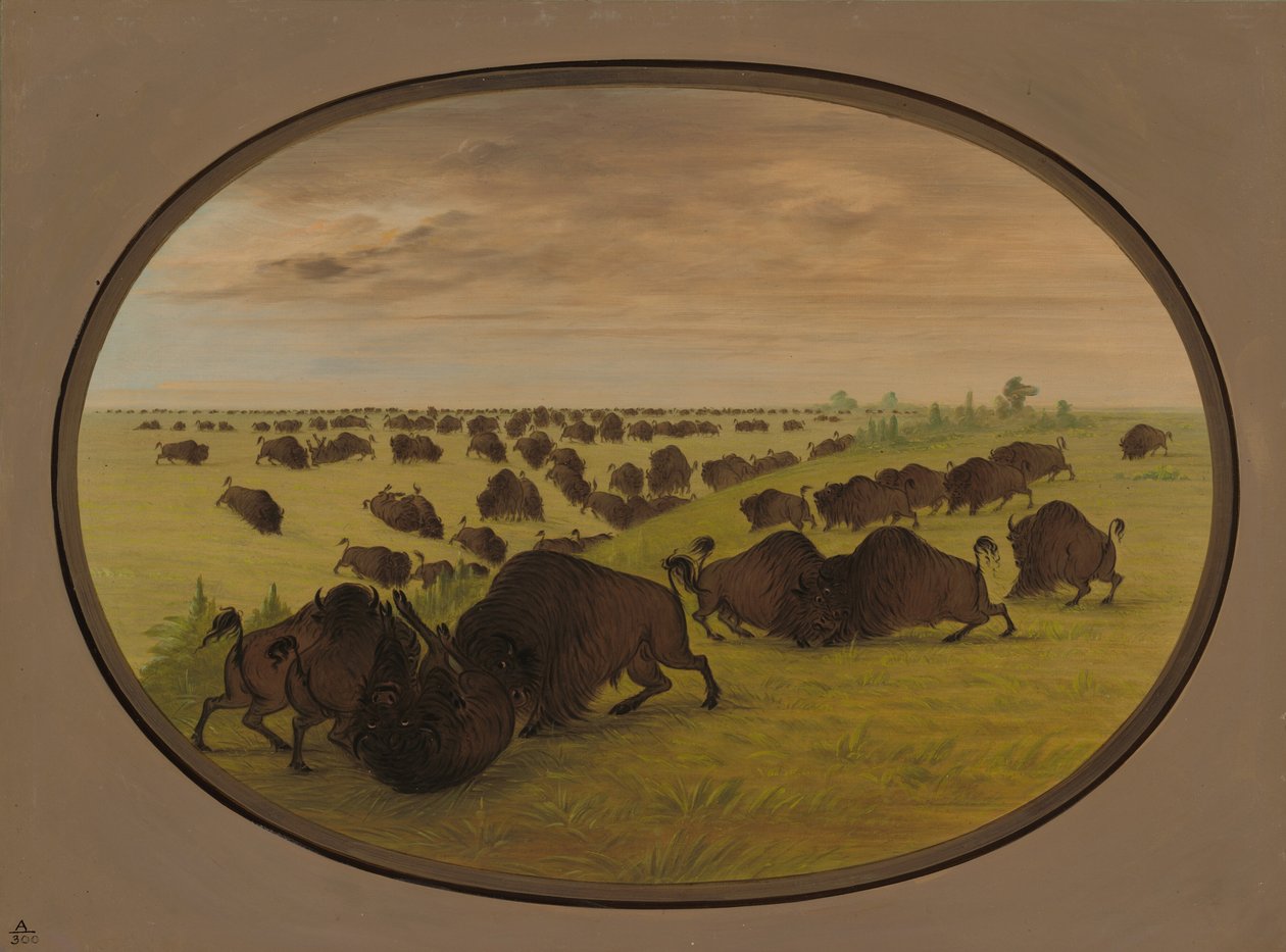 Luta de touros, 18611869. de George Catlin