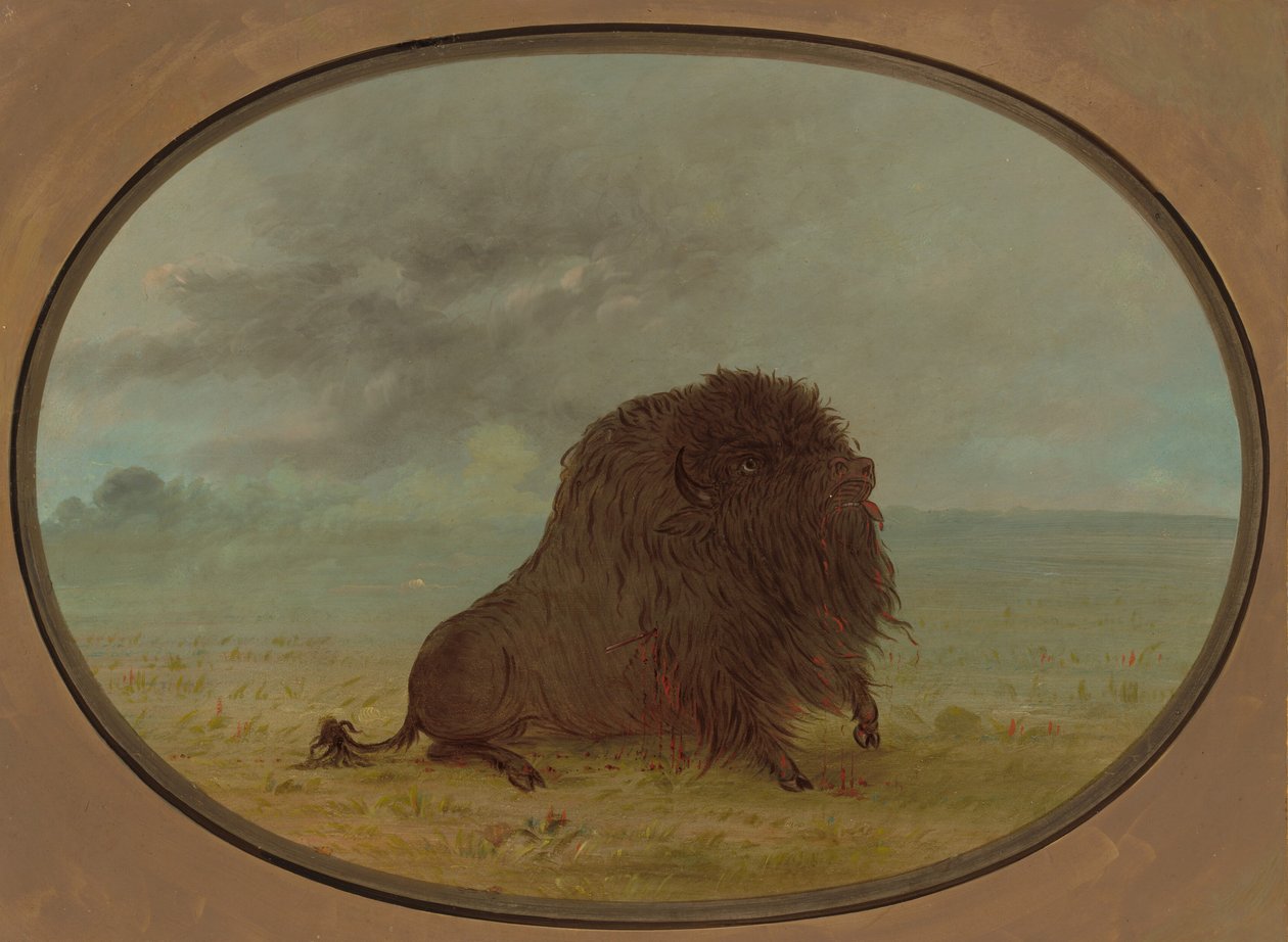 Touro Búfalo Morrendo, 18611869. de George Catlin