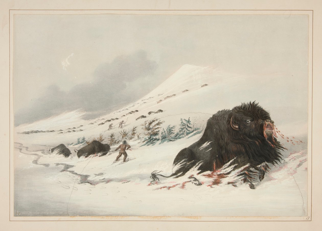 Dying Buffalo Bull, em Snow Drift, pl. 17 da carteira indígena norte-americana de George Catlin