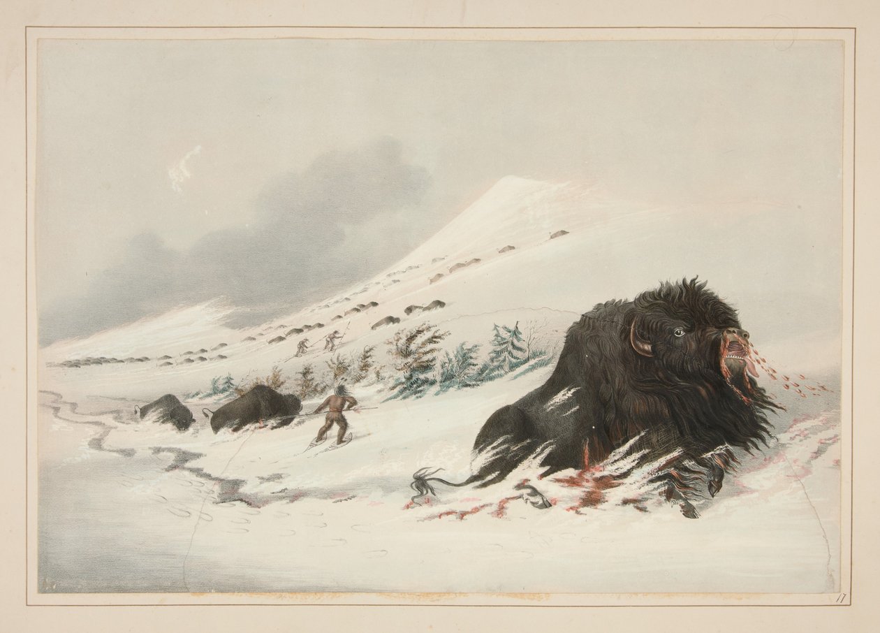 Bisonte macho moribundo num monte de neve, prancha 17 do Portefólio dos Índios Norte-Americanos de George Catlin