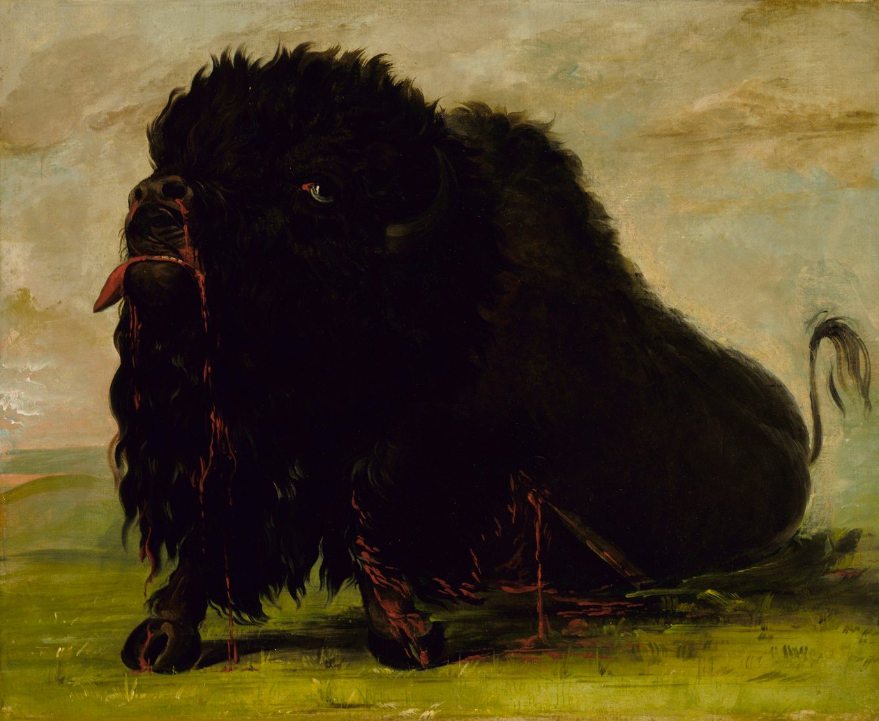 Búfalo moribundo, atingido por uma flecha de George Catlin