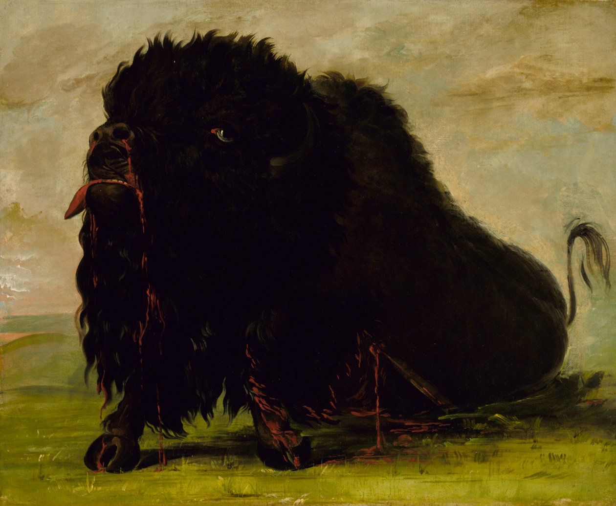 Búfalo moribundo, baleado com uma flecha, 1832-1833. de George Catlin
