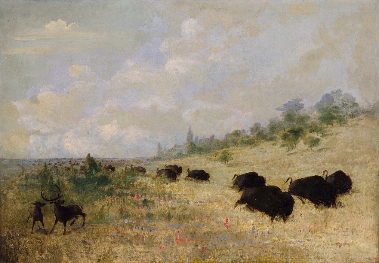 Alces e búfalos pastando entre flores da pradaria, Texas de George Catlin