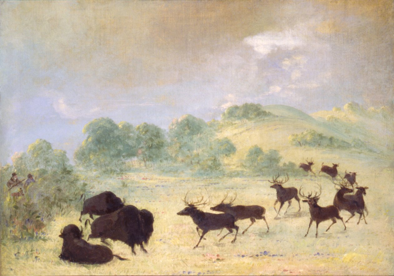 Alces e búfalos se conhecendo, Texas de George Catlin