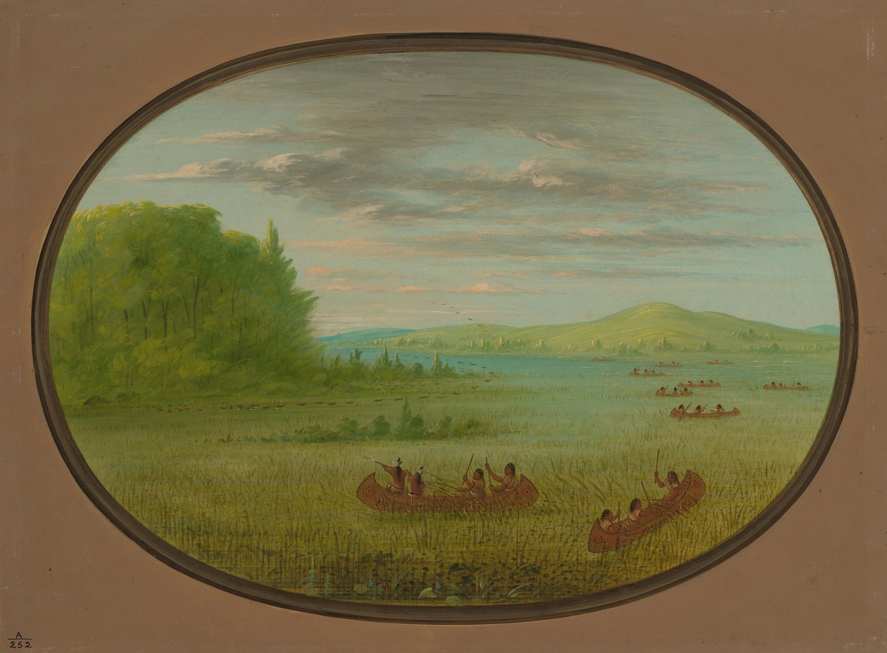 Colhendo Arroz Selvagem - Winnebago, 18611869. de George Catlin