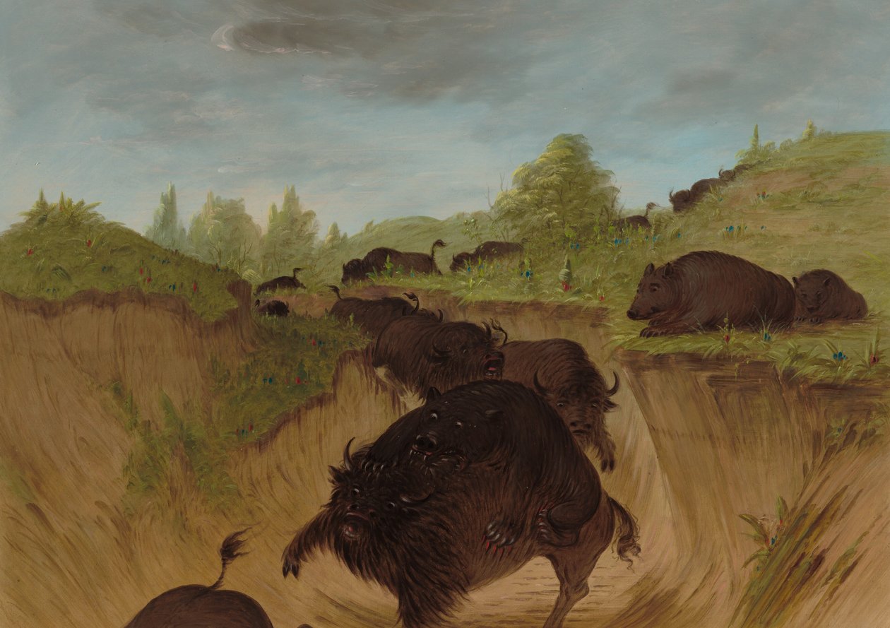 Ursos pardos atacando búfalo, 18611869. de George Catlin