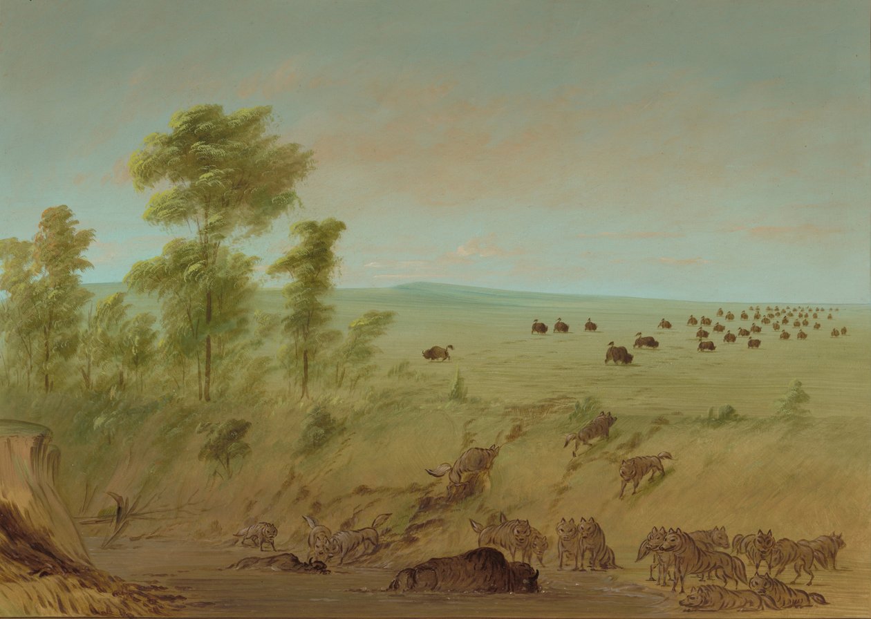 Búfalo atolado e lobos, 18611869. de George Catlin