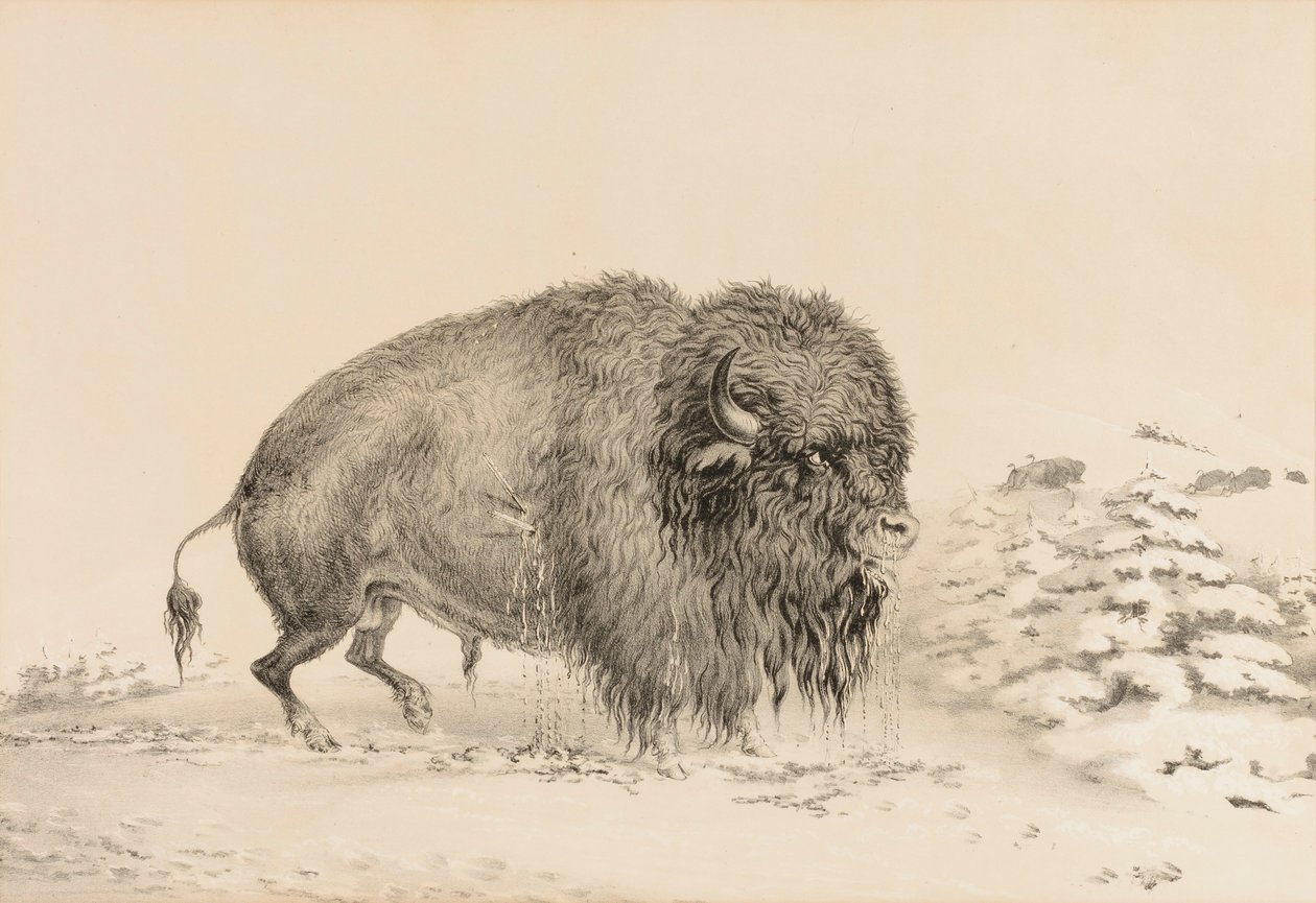 Búfalo gravemente ferido - nº 16 de George Catlin