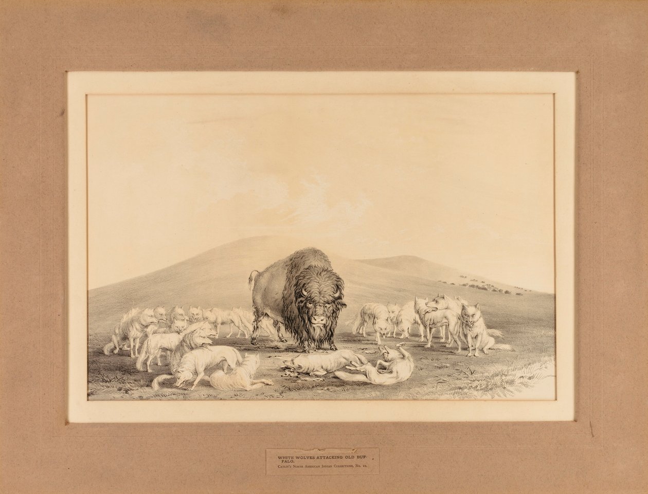 Lobos brancos atacam o velho búfalo - nº 10 de George Catlin