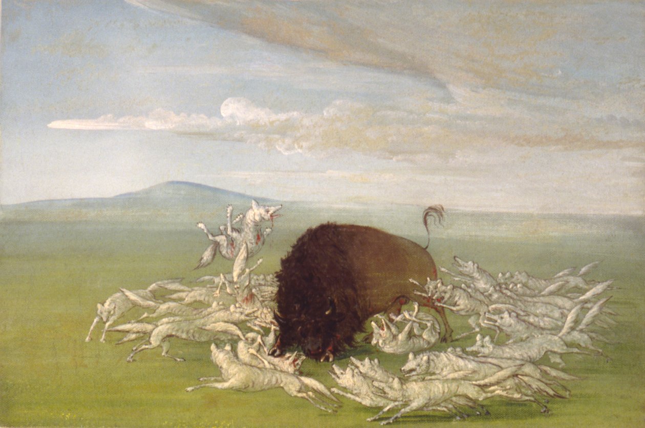Lobos brancos atacam um touro búfalo de George Catlin