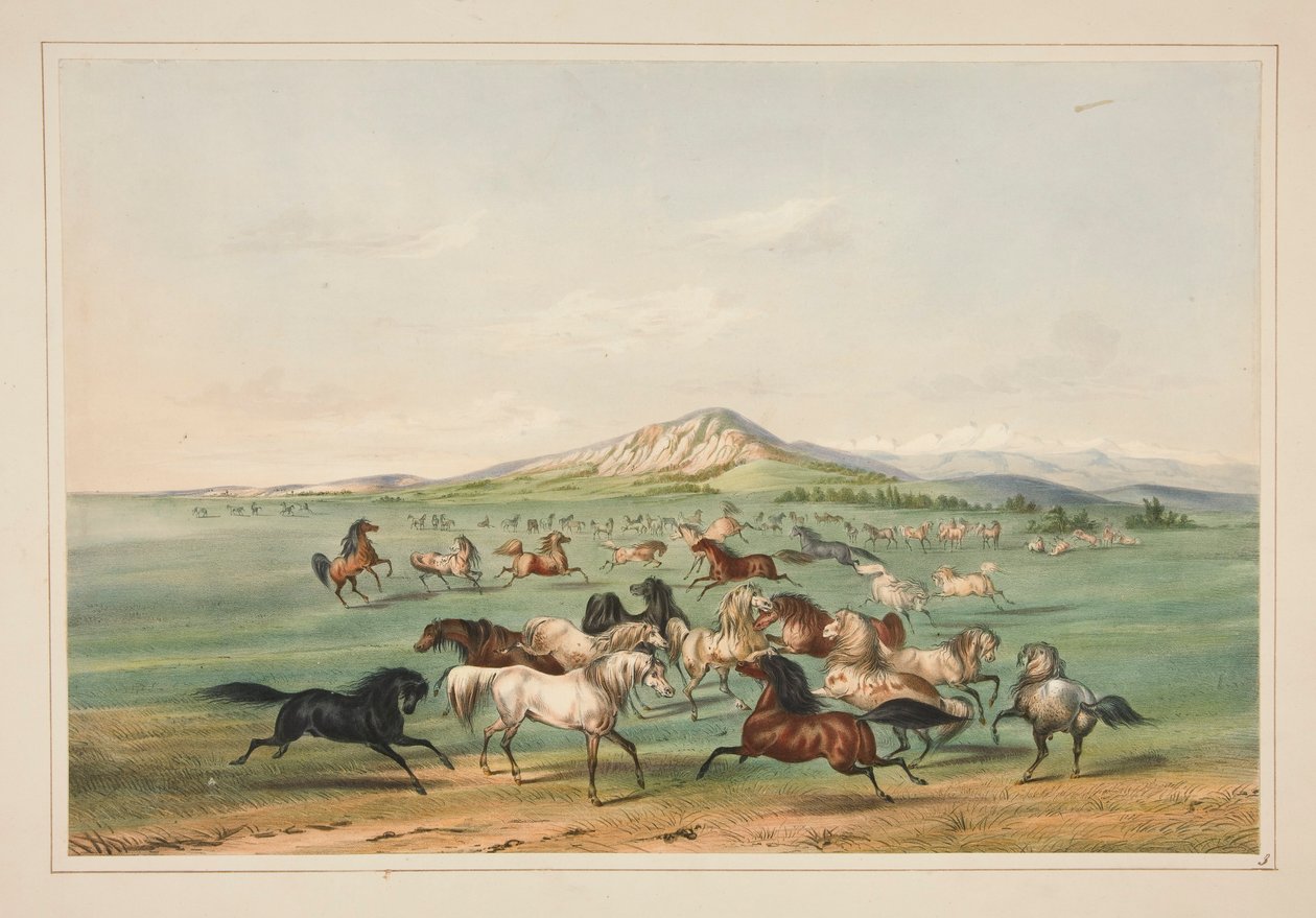 Cavalos Selvagens em Jogo, pl. 3 da carteira indígena norte-americana de George Catlin
