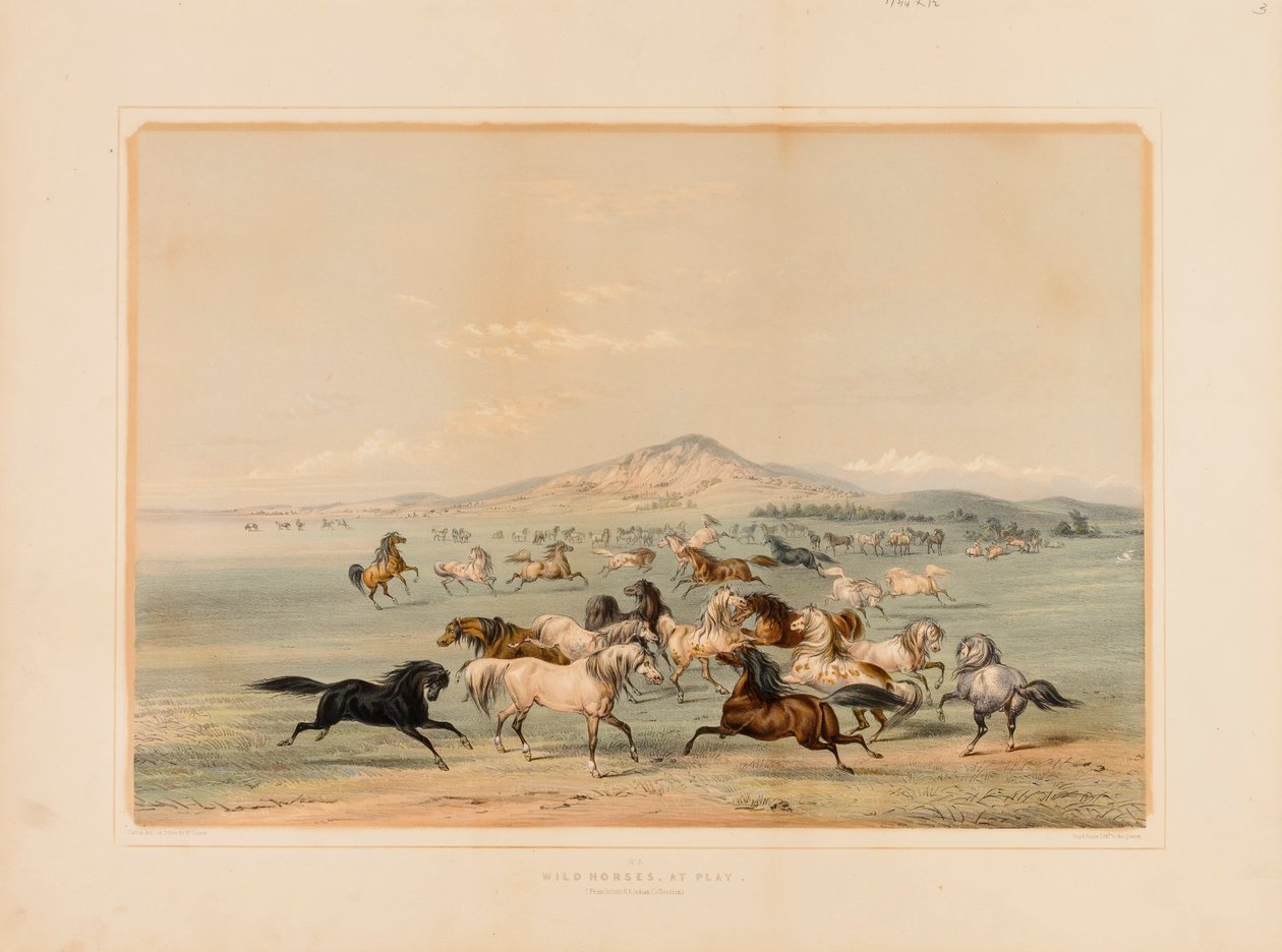 Cavalos selvagens a brincar--no. 3 de George Catlin