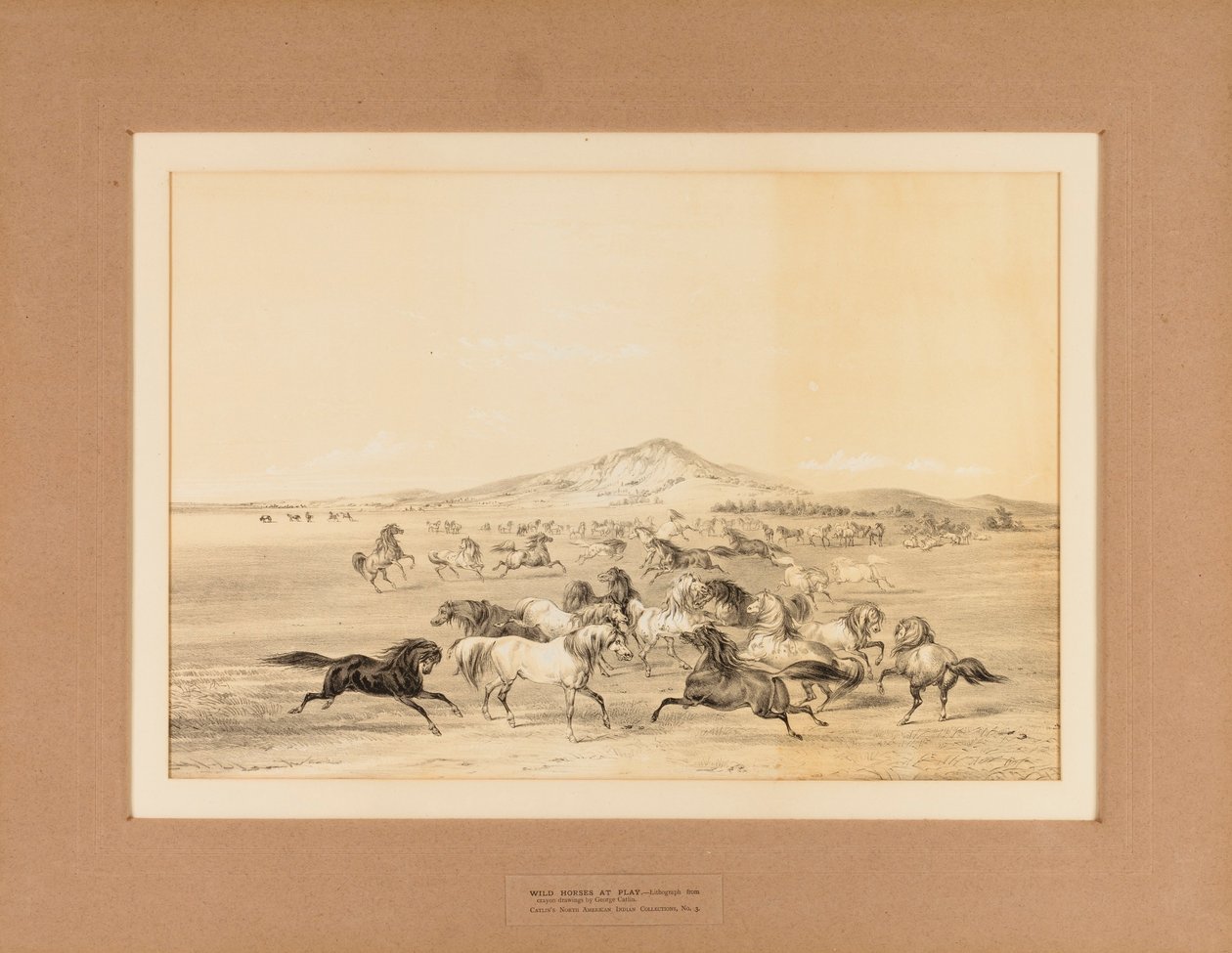 Cavalos selvagens a brincar--no. 3 de George Catlin