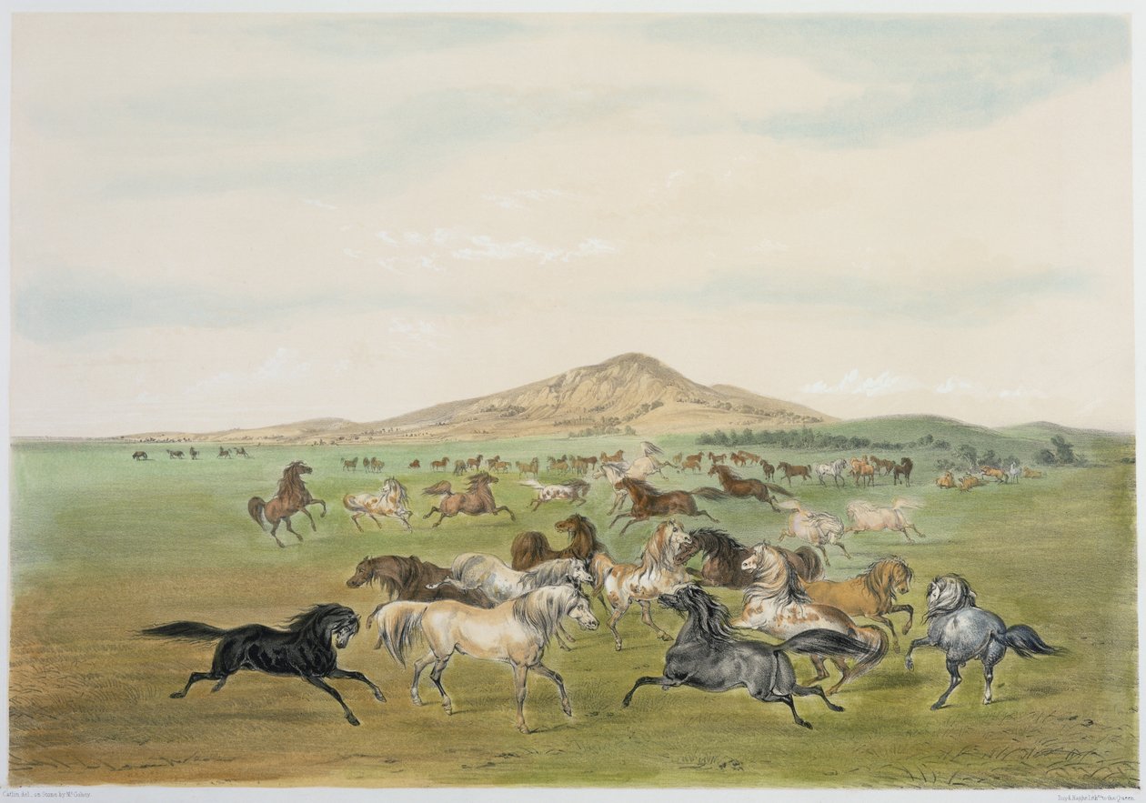 Cavalos selvagens a brincar (litografia a cores) de George Catlin