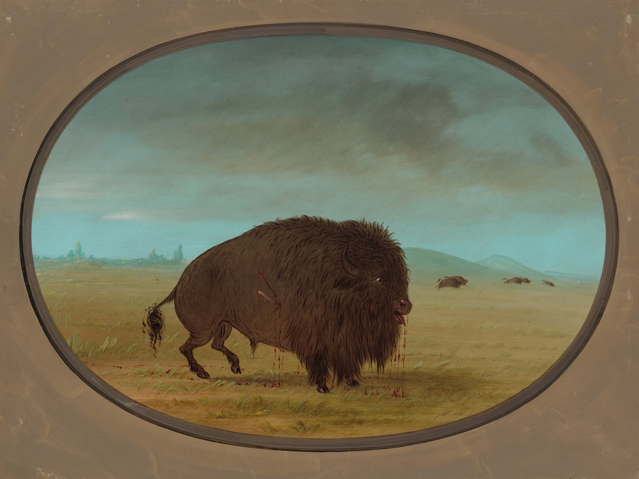 Touro Búfalo Ferido, 18611869. de George Catlin