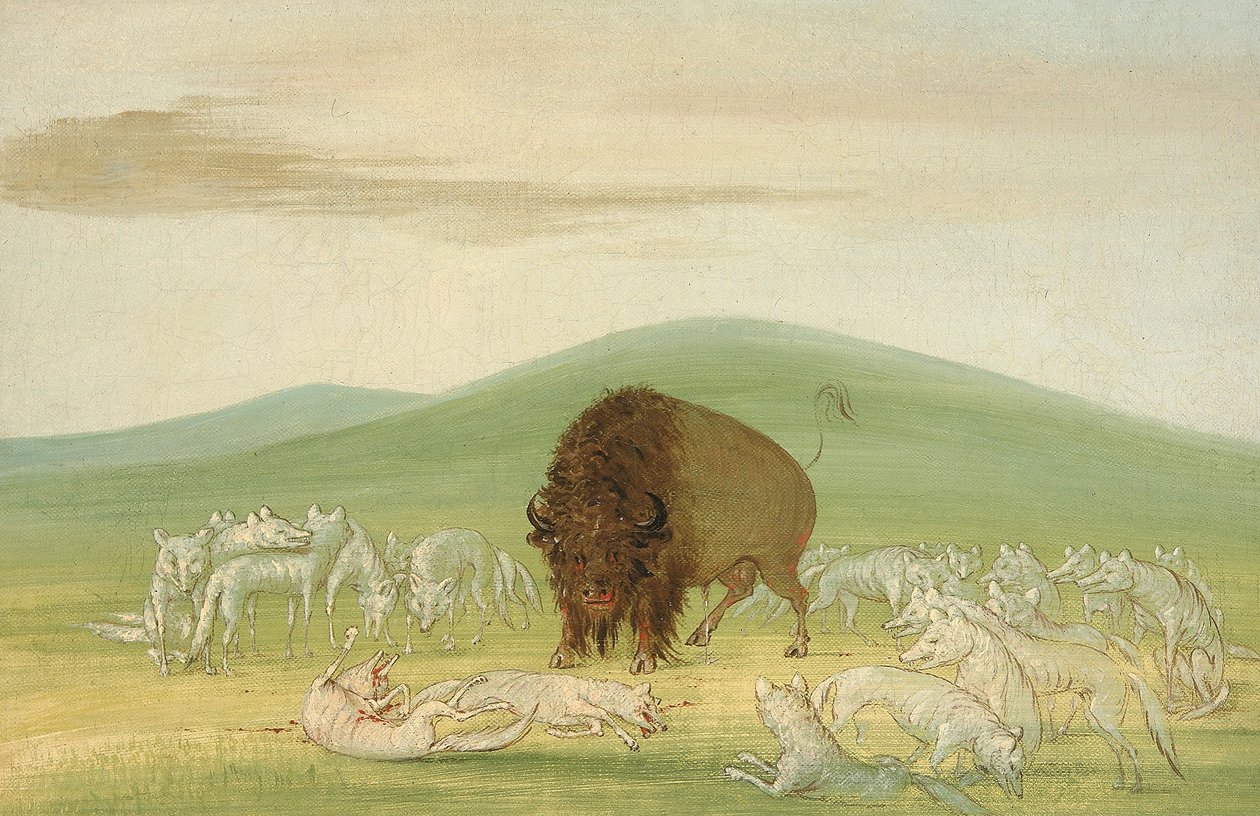 Touro búfalo ferido cercado por lobos brancos de George Catlin