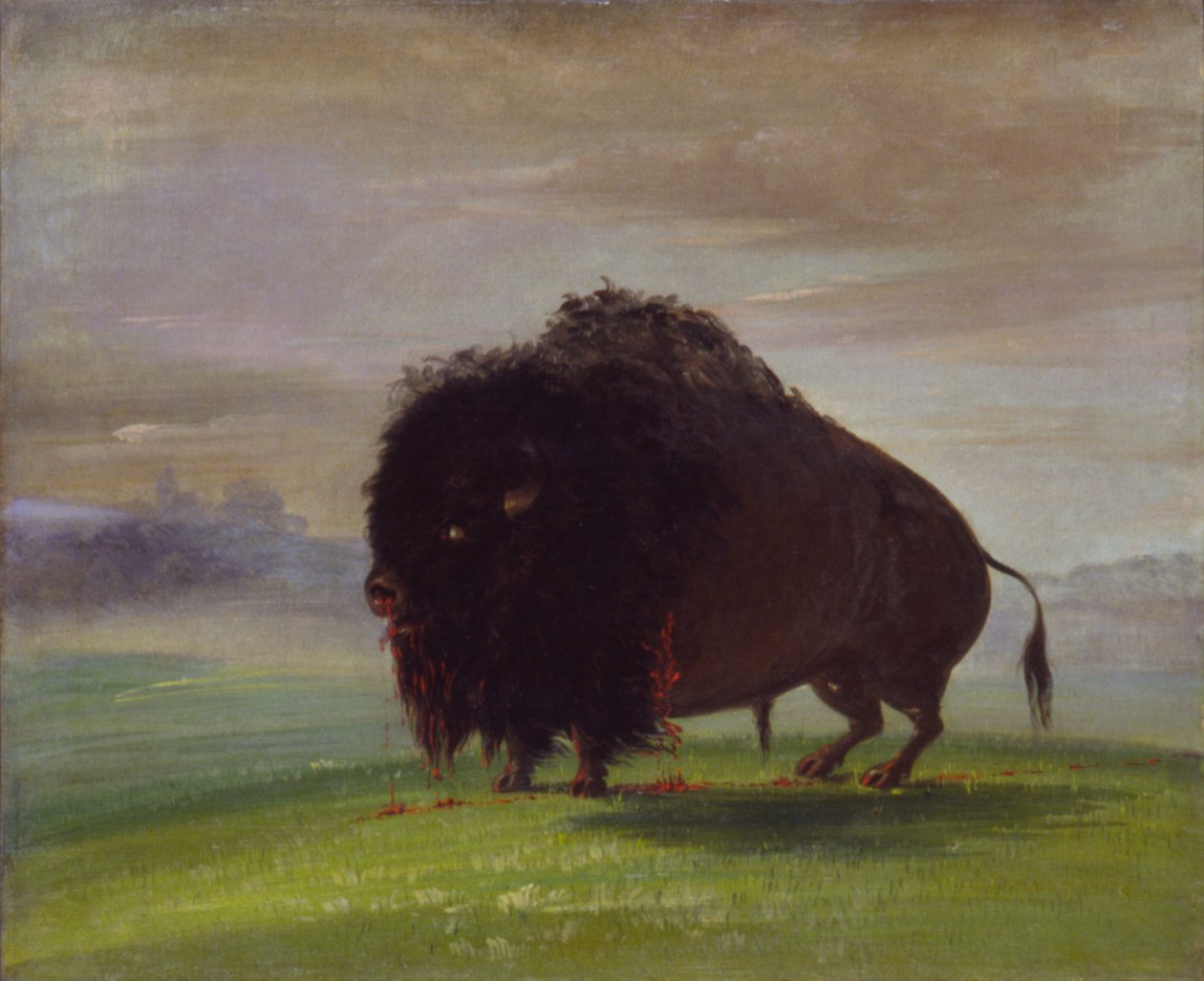 Búfalo ferido, derramando seu sangue sobre as pradarias de George Catlin