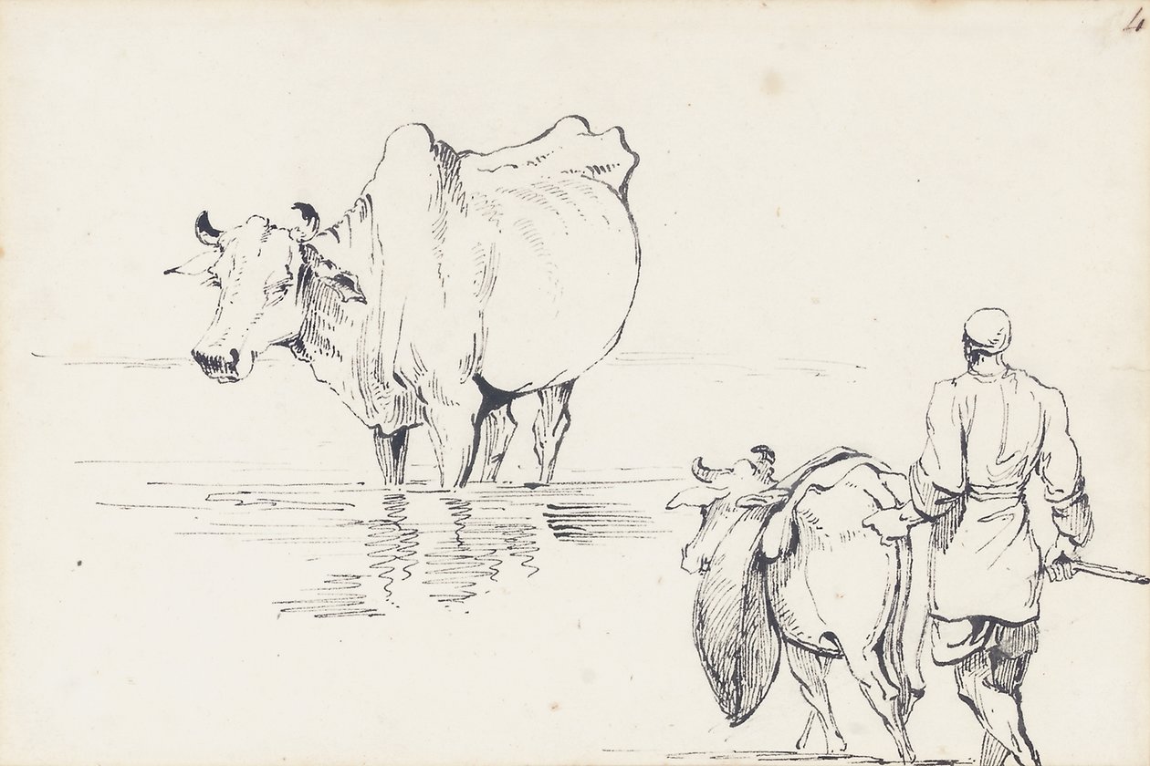Estudos de gado indígena (caneta e tinta no papel) de George Chinnery