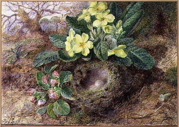 Natureza Morta com Primroses e Ninho de Aves (aguarela, guache no papel) de George Clare