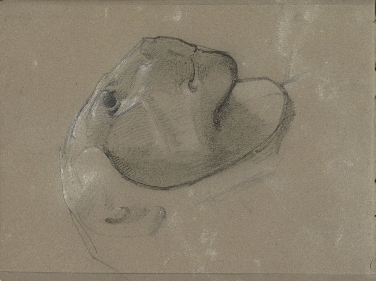 Cabeça de leão, presumivelmente depois de uma escultura de George Clausen