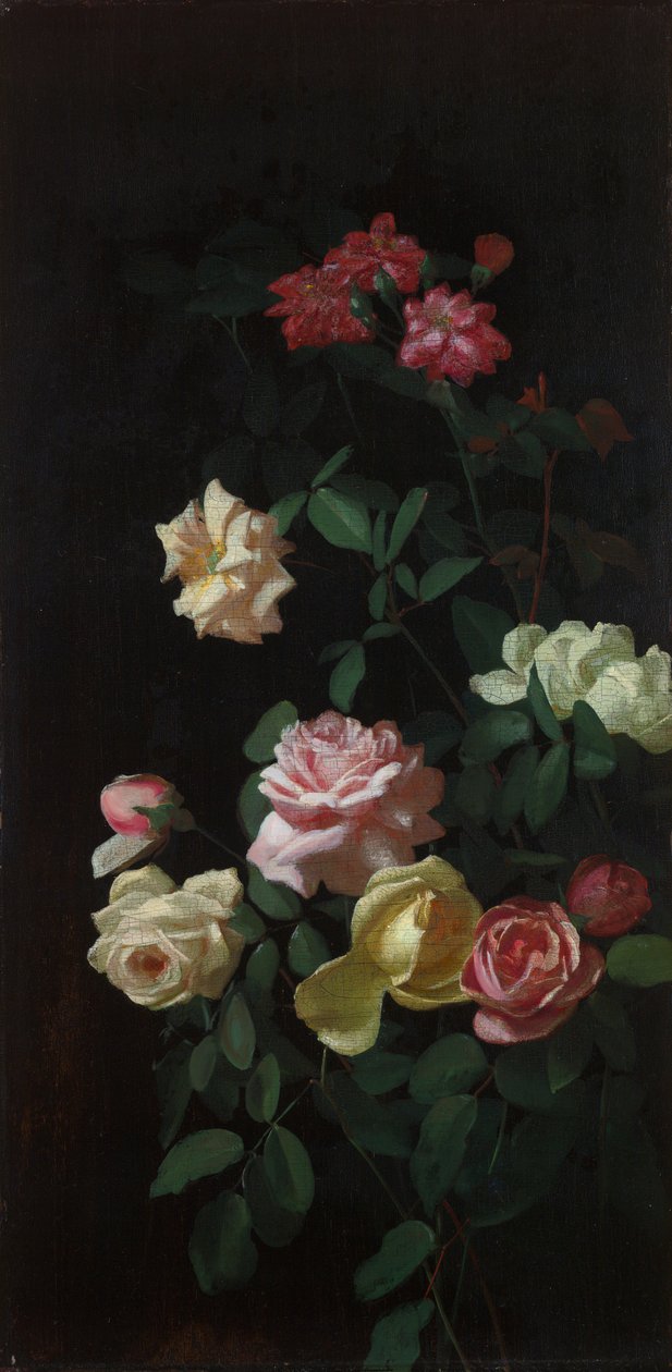 Rosas de George Cochran Lambdin
